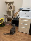 Ember (Bonded with Rupert)