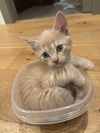 Prince Charming (Elsa's litter)