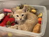 Prince Charming (Elsa's litter)