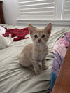 Prince Charming (Elsa's litter)