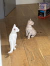 Prince Charming (Elsa's litter)