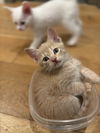 Prince Charming (Elsa's litter)