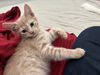 Prince Charming (Elsa's litter)