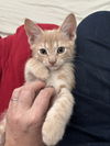 Prince Charming (Elsa's litter)