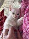 Flynn Rider (Elsa's litter)