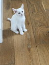 Flynn Rider (Elsa's litter)