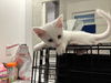 Flynn Rider (Elsa's litter)