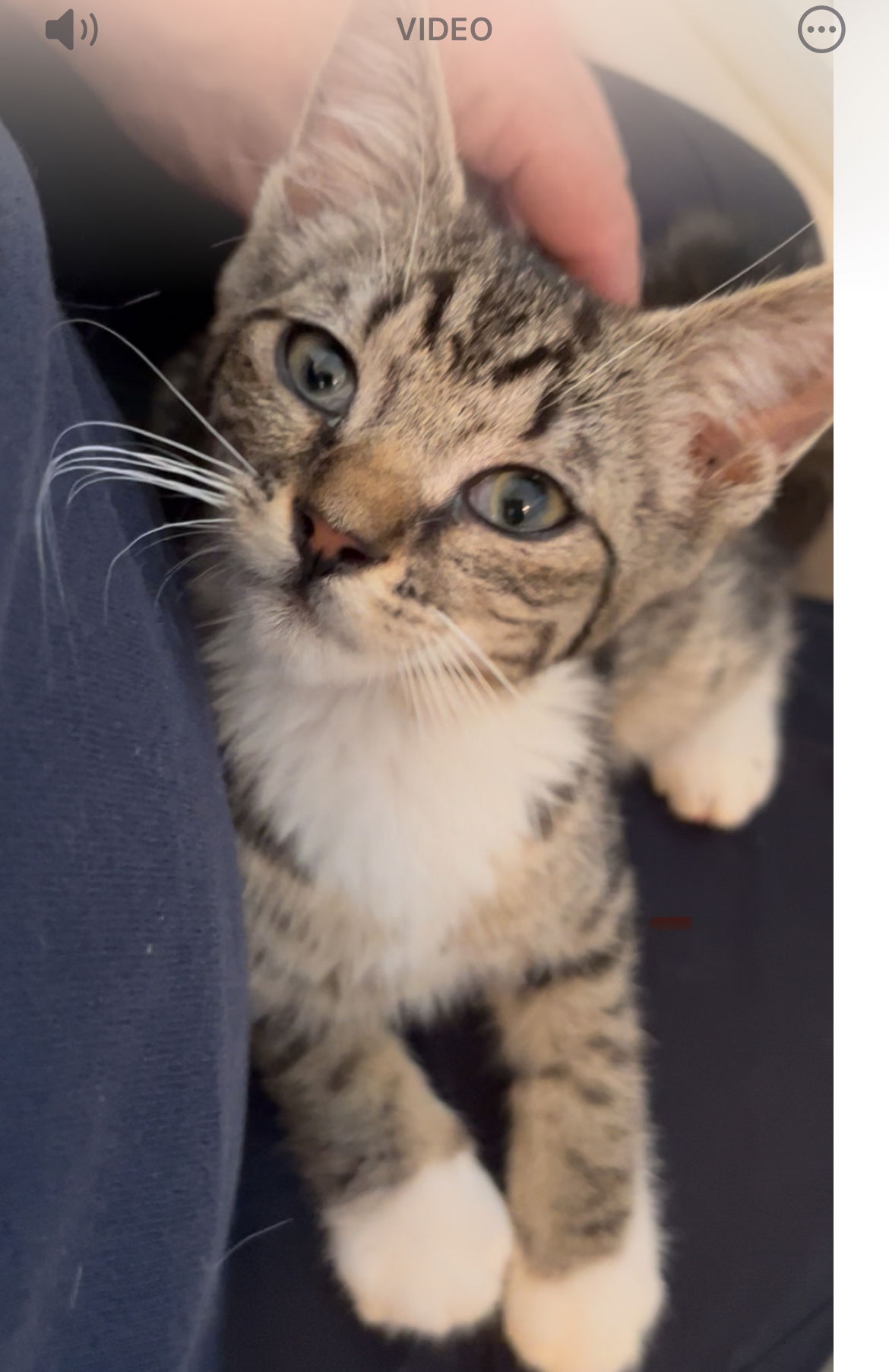 adoptable Cat in San Jose, CA named Jesse