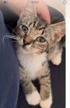 adoptable Cat in  named Jesse