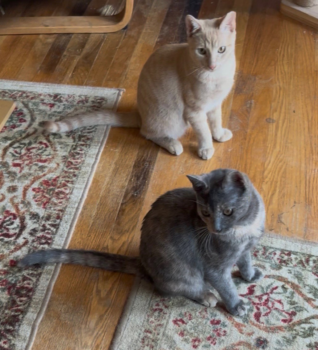 Nacho and Nova Simmons
