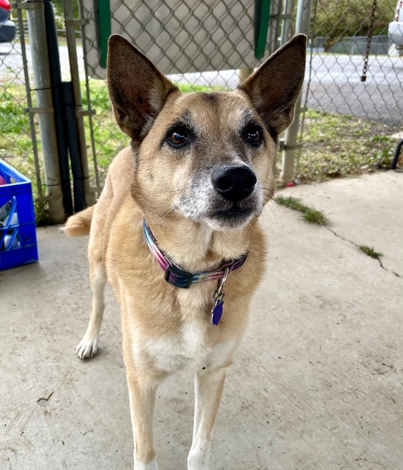 Dog for Adoption - Duchess - $55 Adoption Fee Special, a Labrador ...