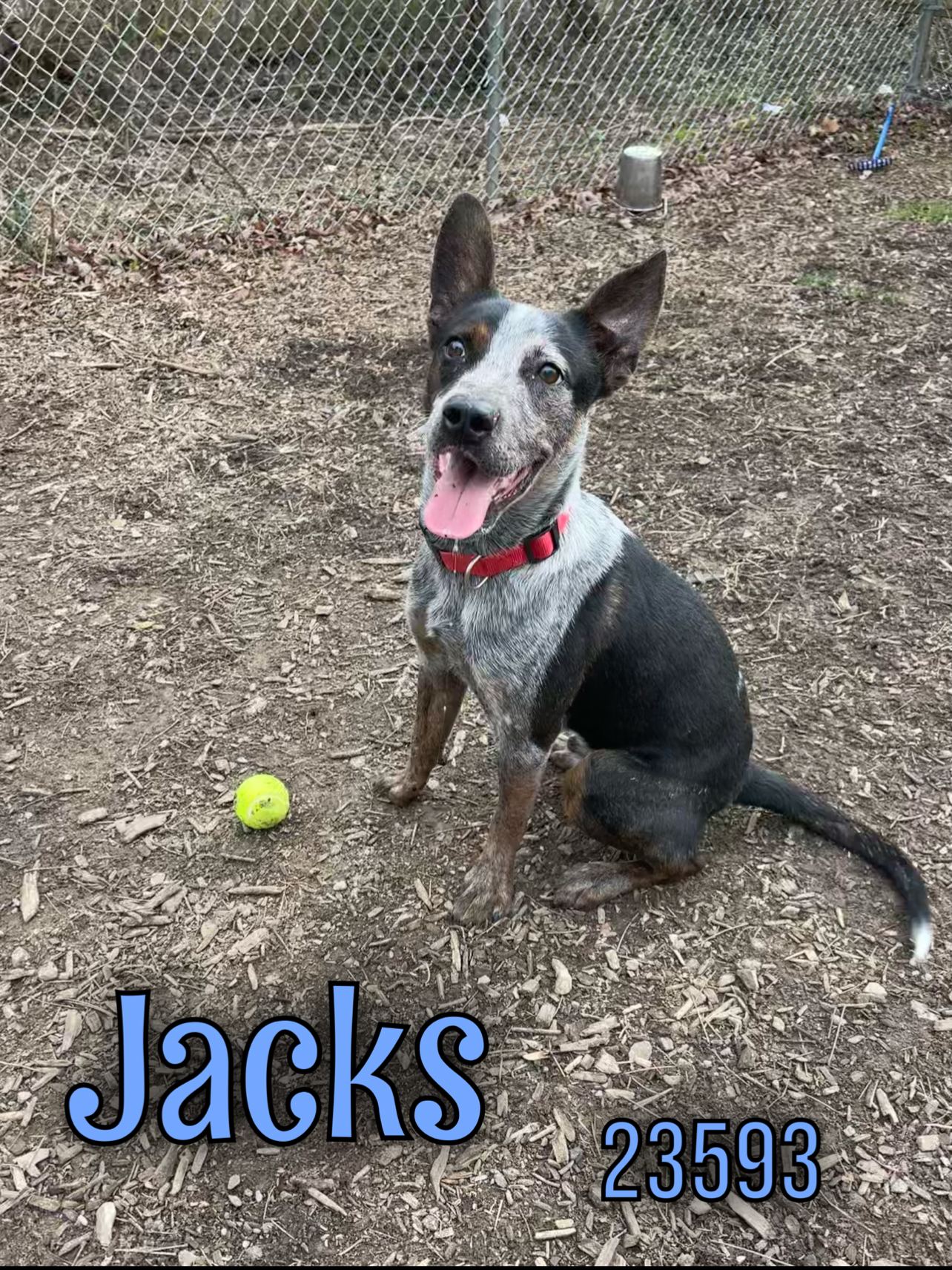 Dog for Adoption Jacks, a Australian Cattle Dog/Blue Heeler in