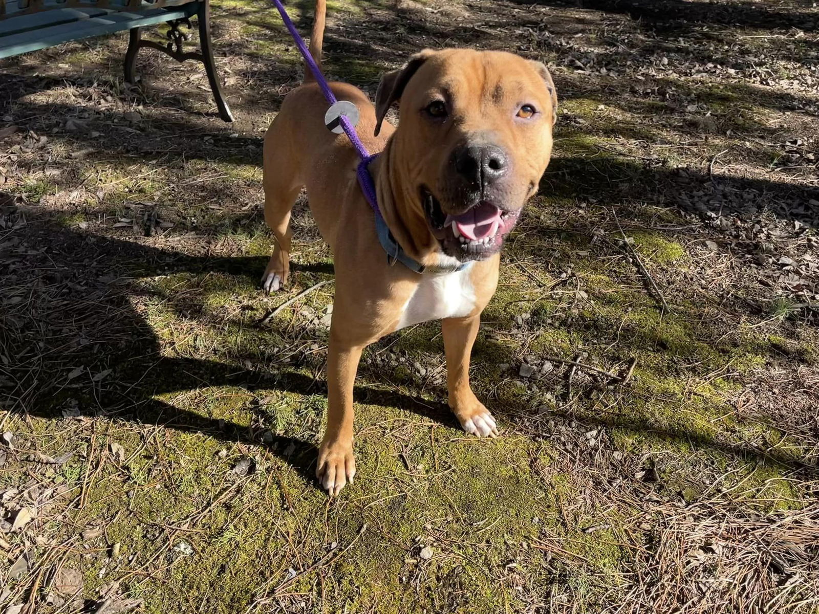 Dog for Adoption - Wally, a Redbone Coonhound in Oak Ridge, TN | Alpha Paw