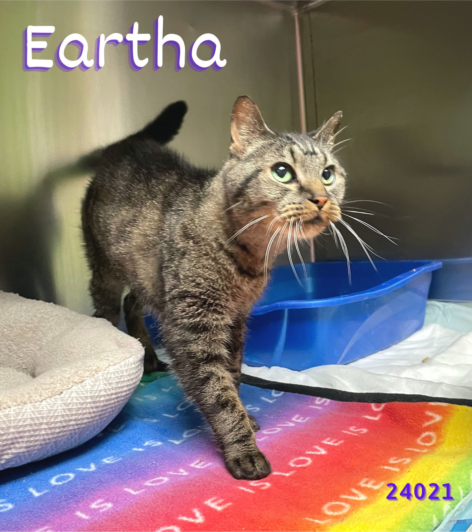 cats-for-adoption-in-graham-county-north-carolina-alpha-paw