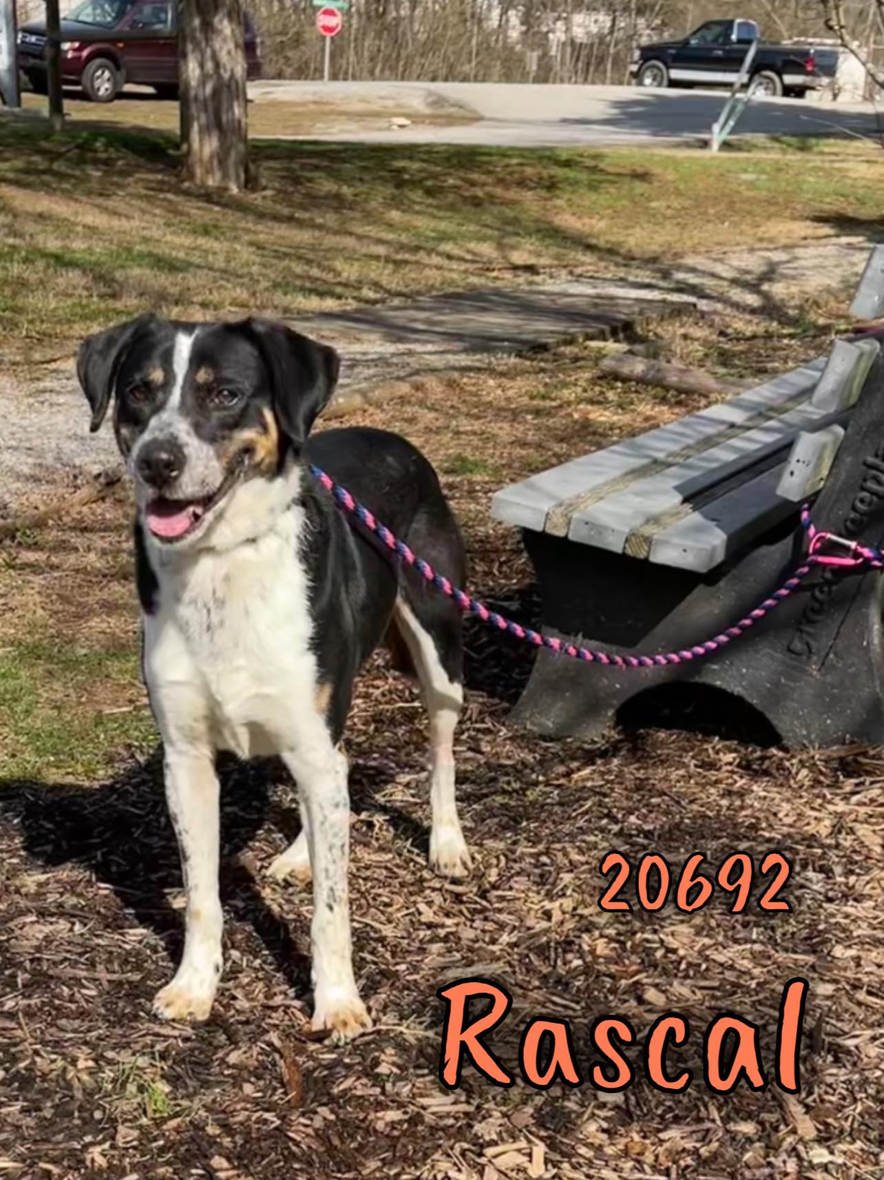 Dog for Adoption - Rascal, a Hound in Pigeon Forge, TN | Alpha Paw