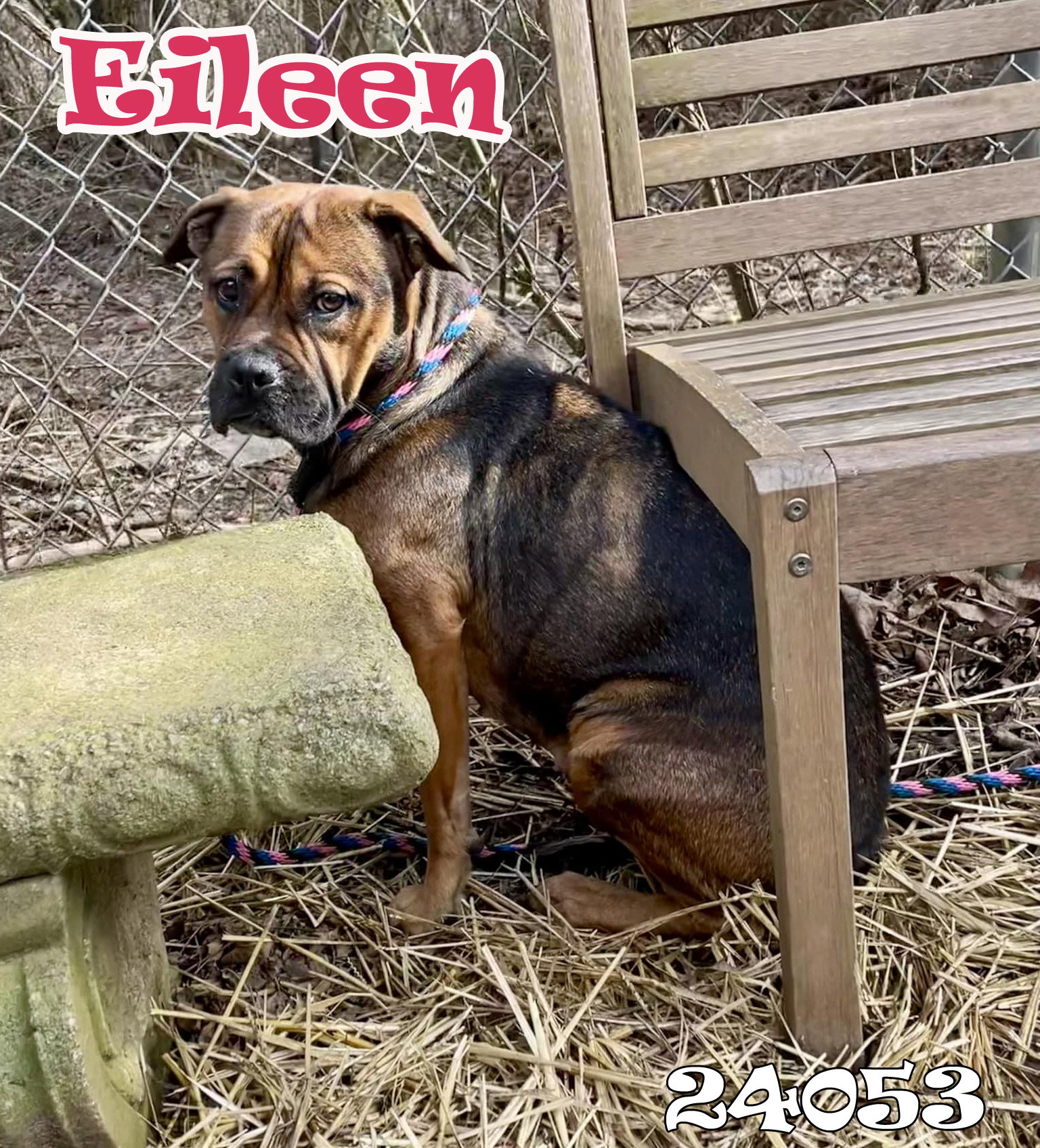Dog for Adoption Eileen, a Boxer in Oak Ridge, TN Alpha Paw