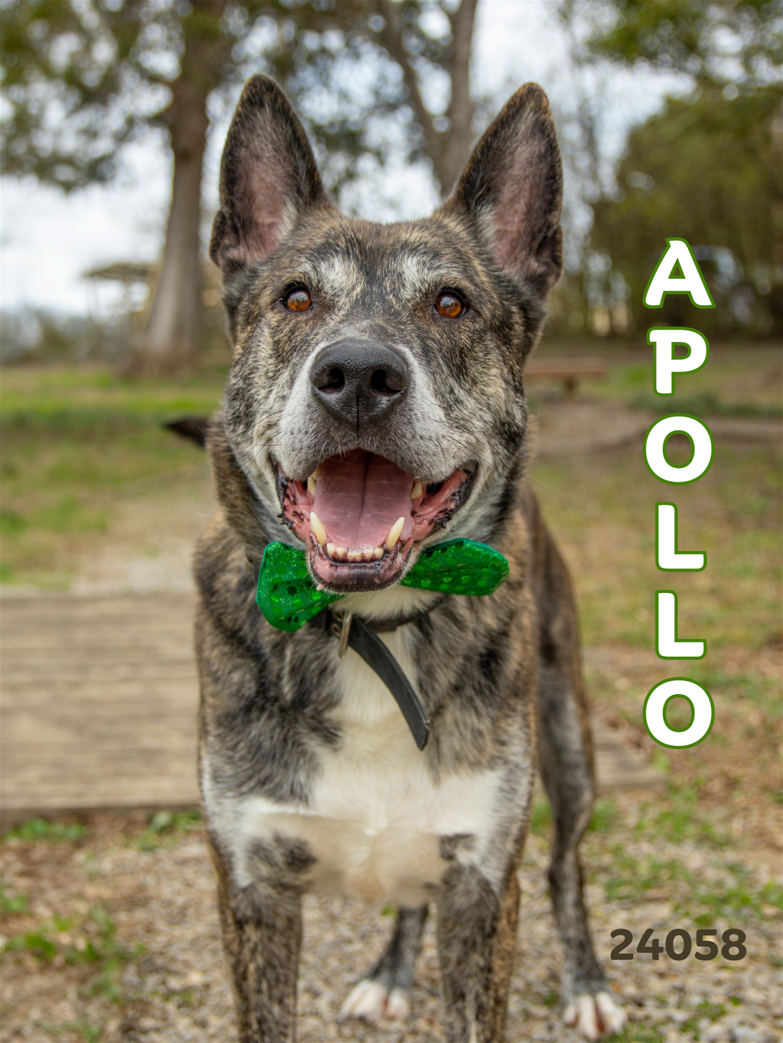 Apollo - $25 Adoption Fee Special