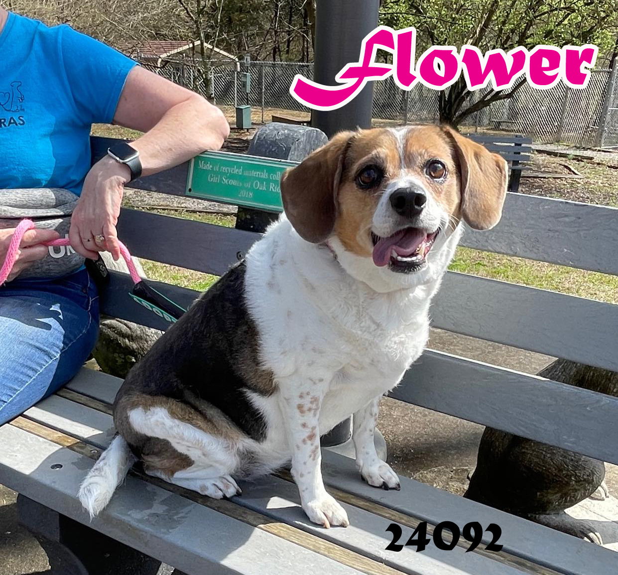 Dog for Adoption Flower, a Beagle in Jamestown, TN Alpha Paw