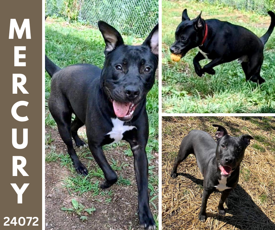 adoptable Dog in Oak Ridge, TN named Mercury - $25 Adoption Fee Special