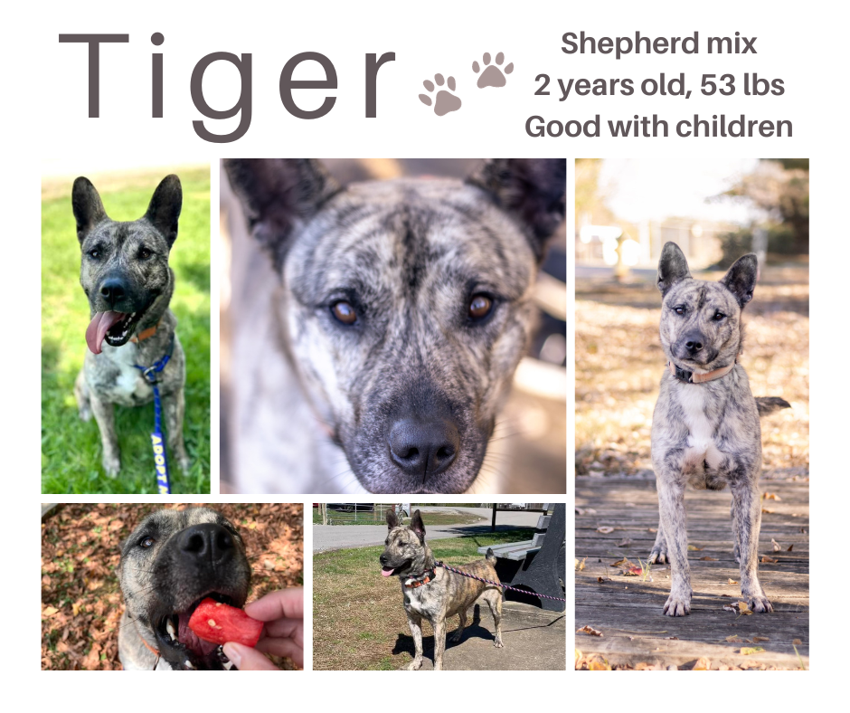 adoptable Dog in Oak Ridge, TN named Tiger - $25 Adoption Fee Special