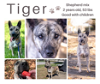 adoptable Dog in , TN named Tiger - $25 Adoption Fee Special