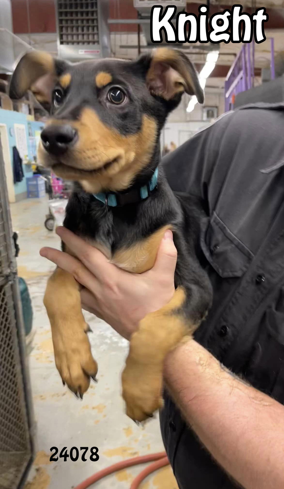 Dog for Adoption Knight, a German Shepherd Dog in Jacksboro, TN
