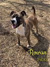 adoptable Dog in  named Rowan - $25 Adoption Fee Special