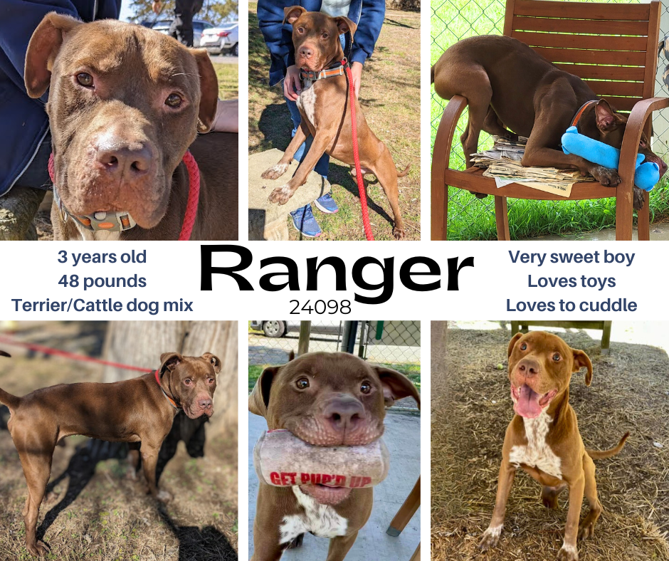 adoptable Dog in Oak Ridge, TN named Ranger - $25 Adoption Fee Special