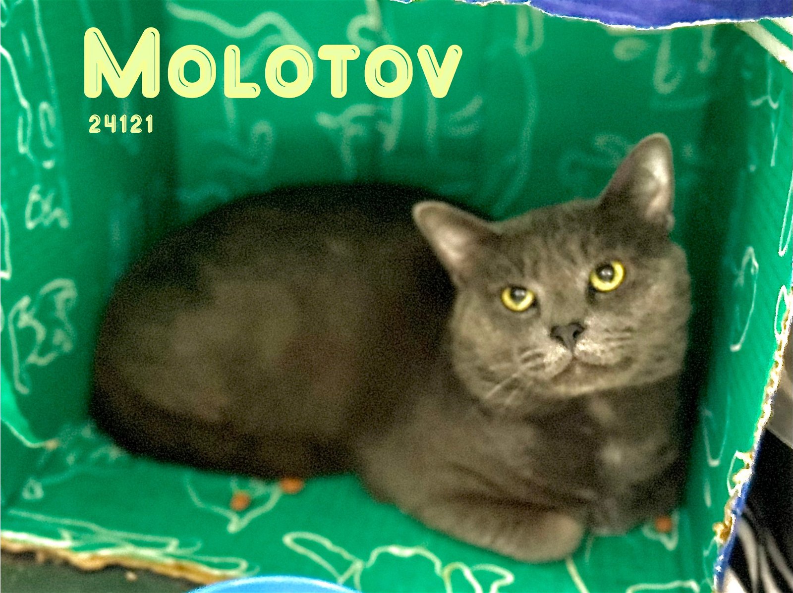 adoptable Cat in Oak Ridge, TN named Molotov - $55 Adoption Fee Special