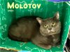 adoptable Cat in , TN named Molotov
