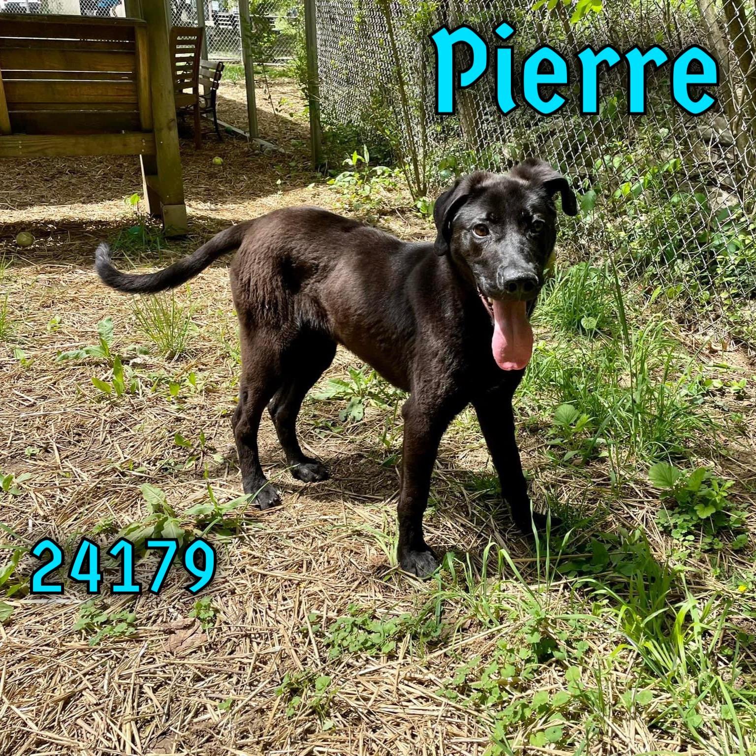 adoptable Dog in Oak Ridge, TN named Pierre