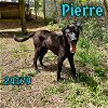 adoptable Dog in , TN named Pierre