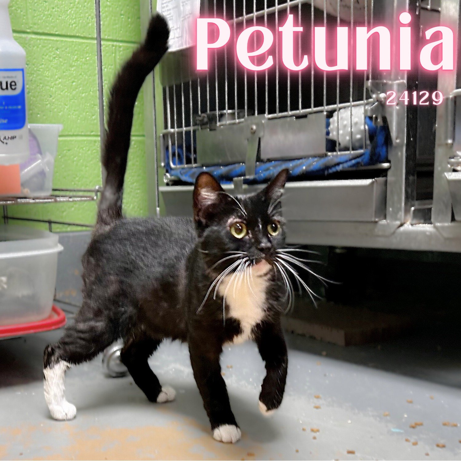 adoptable Cat in Oak Ridge, TN named Petunia - $55 Adoption Fee Special