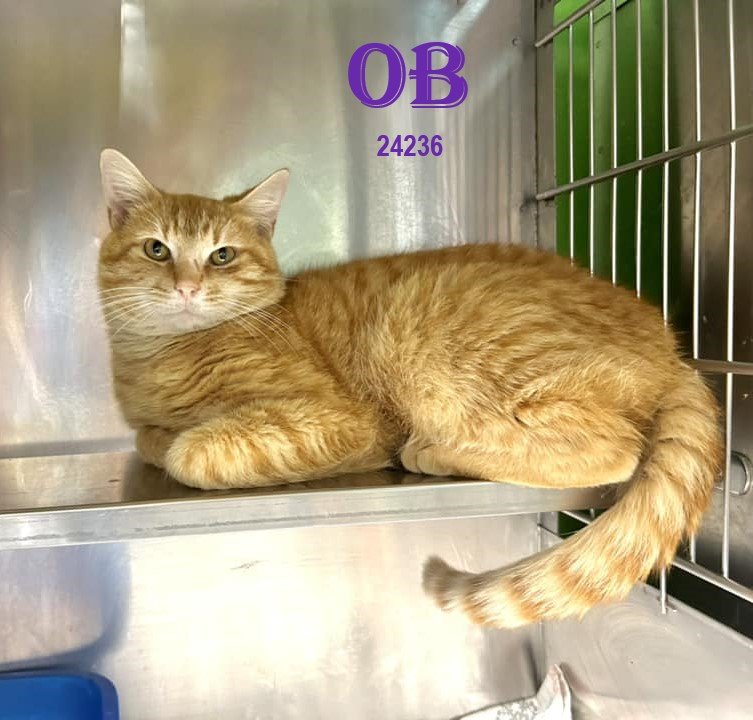 adoptable Cat in Oak Ridge, TN named OB (Orange Boy)