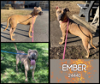 adoptable Dog in oak ridge, TN named Ember