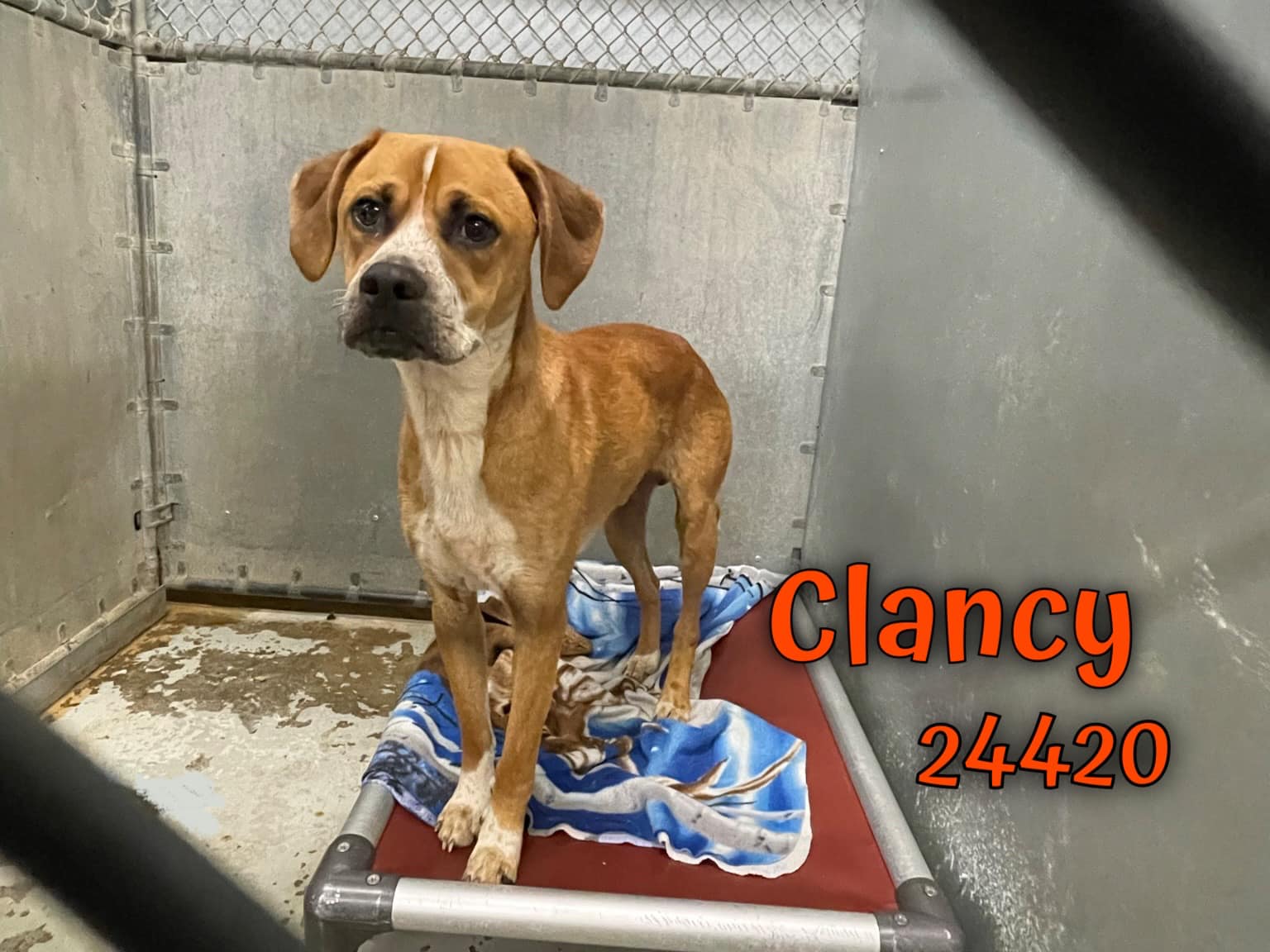 Dog for Adoption Clancy 55 Adoption Fee Special, a Hound in Louisville, TN Alpha Paw