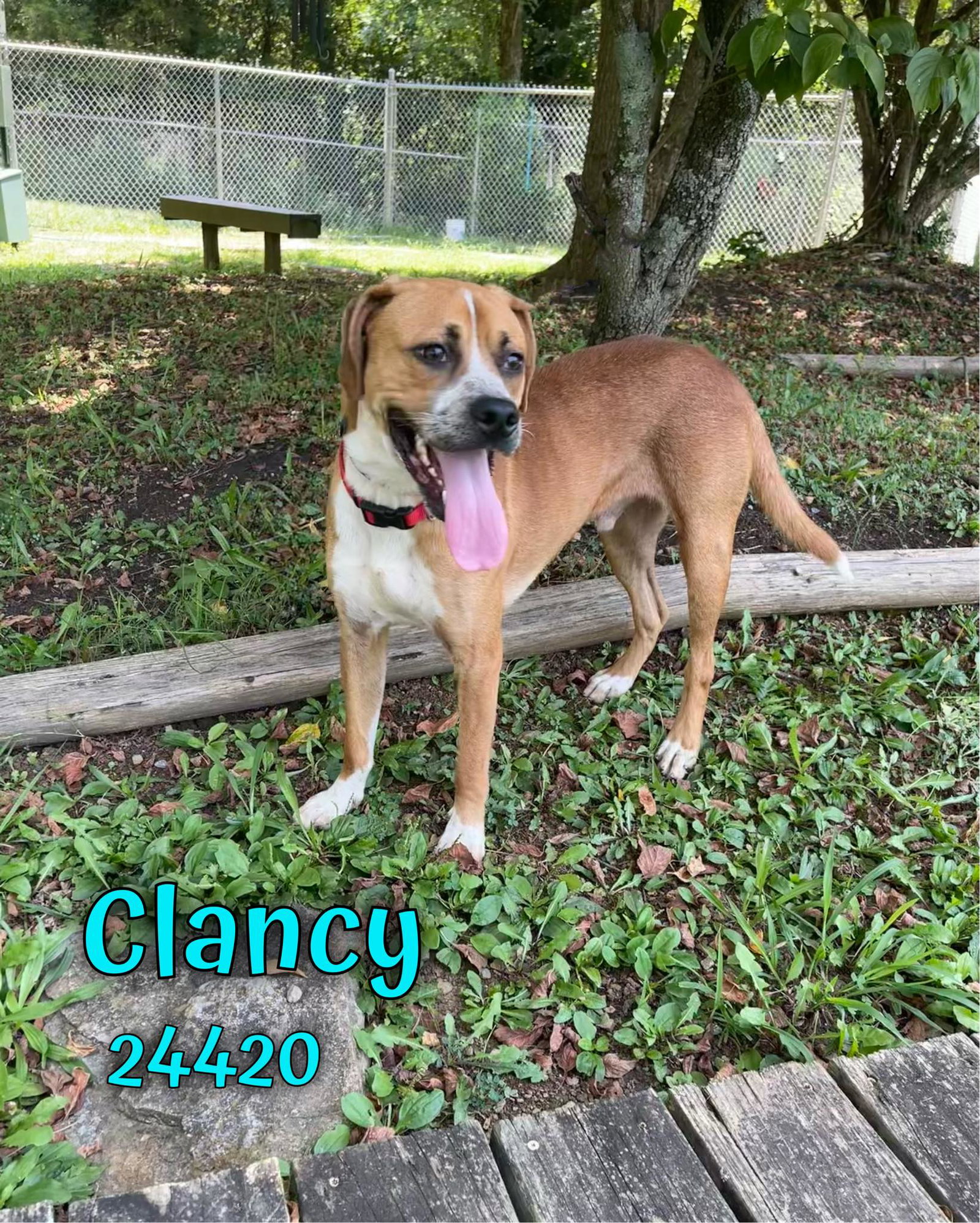 Dog for Adoption Clancy, a Hound in Louisville, TN Alpha Paw