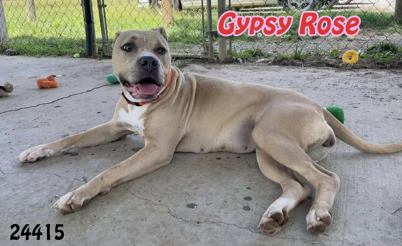 Dog adoption in Oak Ridge, TN 37830 Pit Bull Terrier / Mixed (short