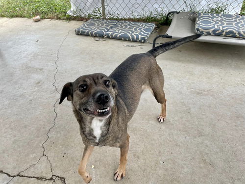 Dog for Adoption - Tucker, a Carolina Dog in Fentress County, TN