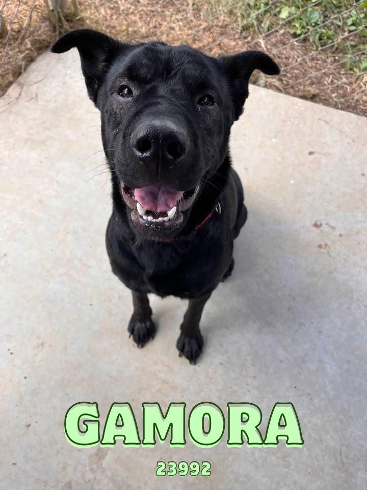 adoptable Dog in Oak Ridge, TN named Gamora