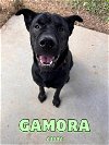 adoptable Dog in oak ridge, TN named Gamora