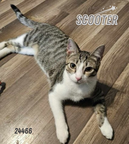 adoptable Cat in Oak Ridge, TN named Scooter