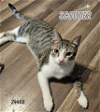 adoptable Cat in , TN named Scooter