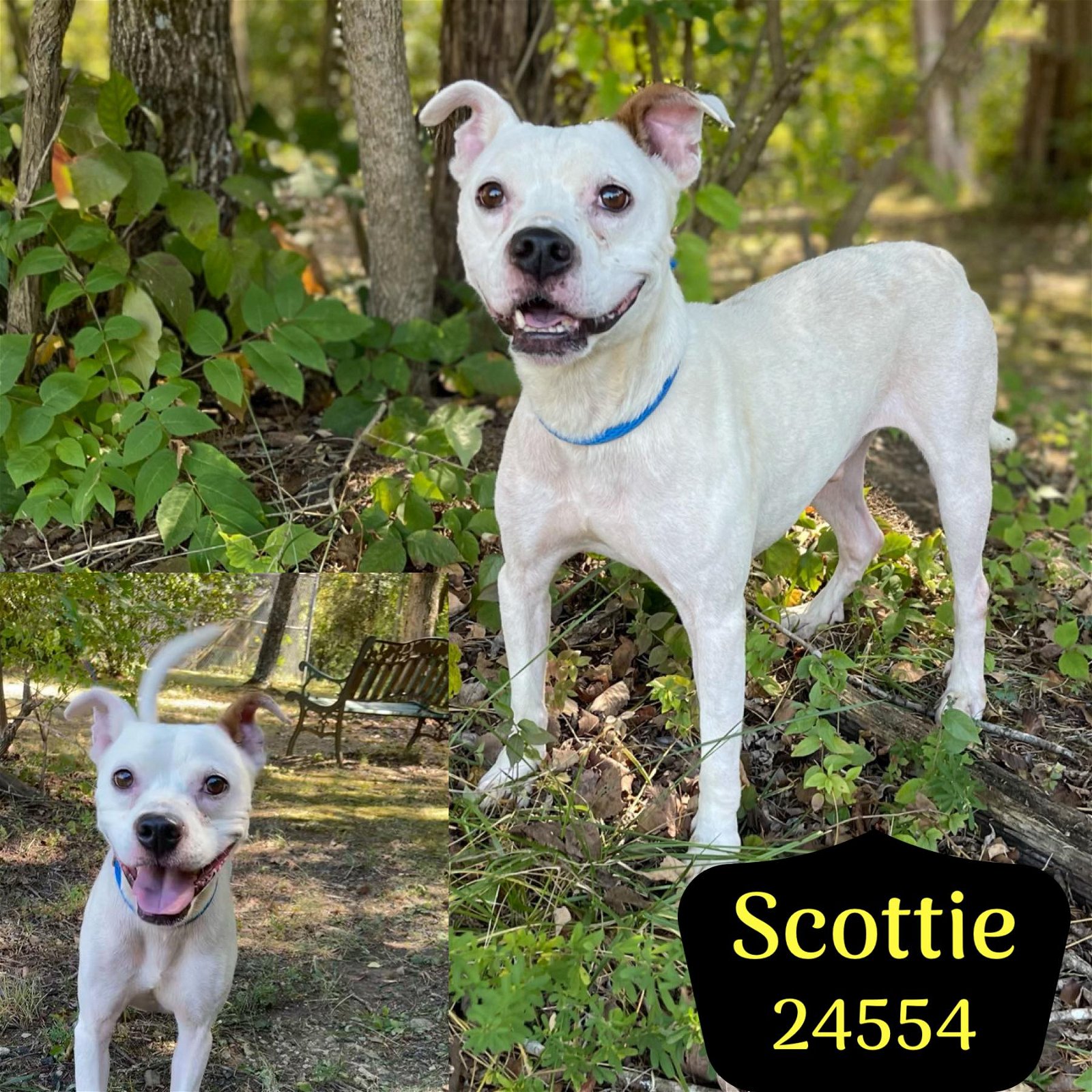 adoptable Dog in Oak Ridge, TN named Scottie