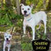 adoptable Dog in  named Scottie