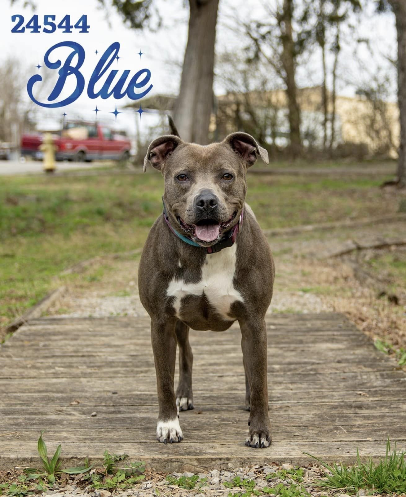 adoptable Dog in Oak Ridge, TN named Blue