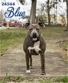adoptable Dog in oak ridge, TN named Blue