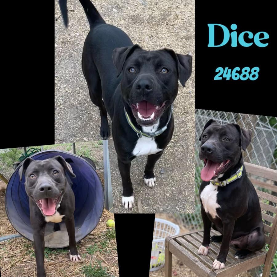 adoptable Dog in Oak Ridge, TN named Dice