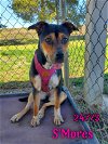 adoptable Dog in , TN named S