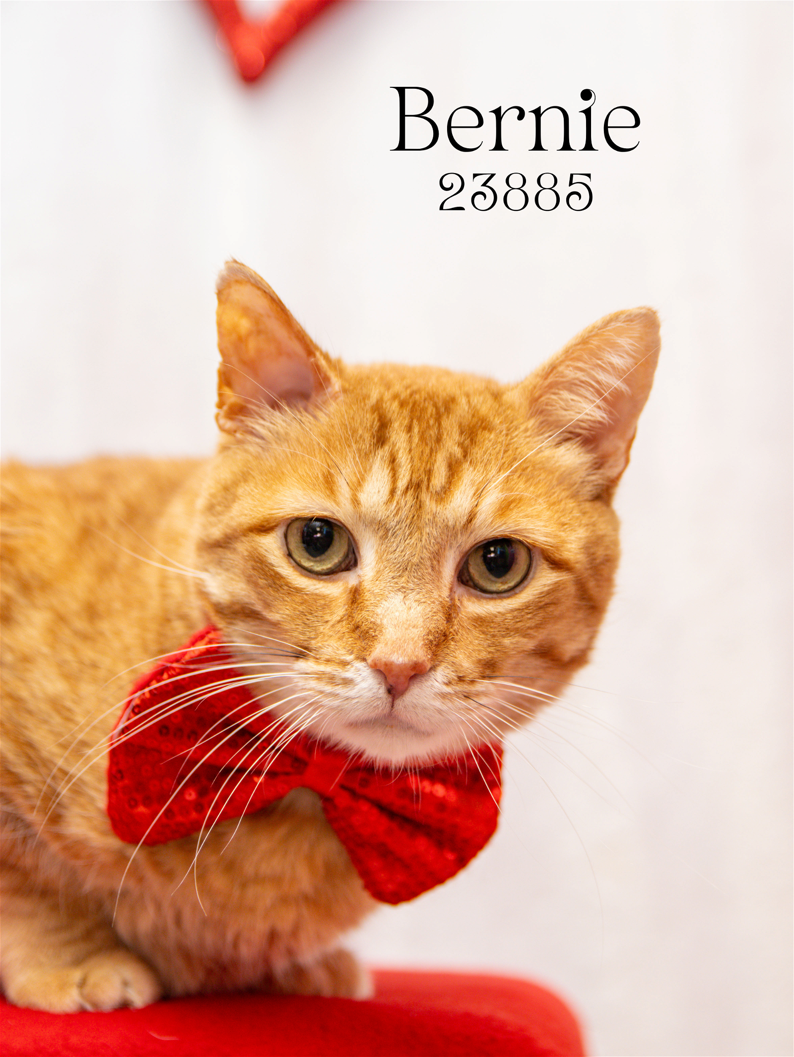 adoptable Cat in Oak Ridge, TN named Bernie - $55 Adoption Fee Special